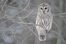 a barred owl